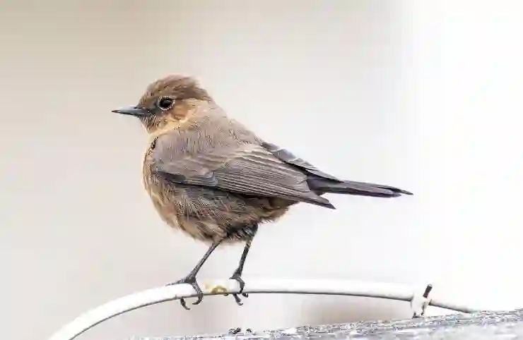 당근마켓 타지역 인증 거래 채팅 방법