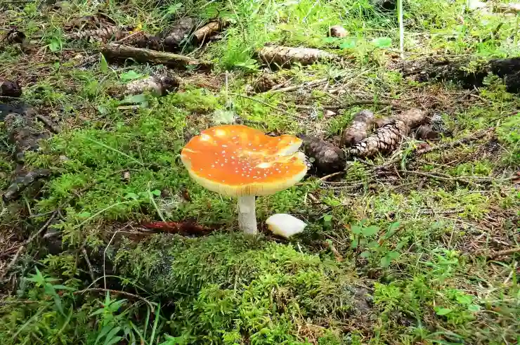 GIF 만들기 사이트, 캔바에서 퀄리티 있게 만들어보자!