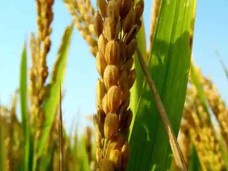 카카오페이 결제 현금영수증 신청 및 발급 확인 방법 알아보자