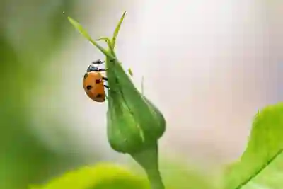 세종 전동면 오리로스 맛집 추천! 오리로스 전문점 찾아보세요
