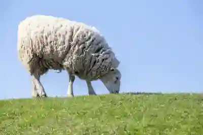 충북 진천군 추천 양꼬치 맛집 5곳!