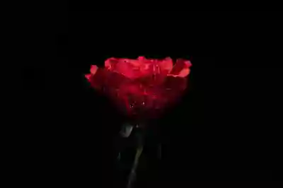 일상 속 아름다움을 발견하는 4가지 방법