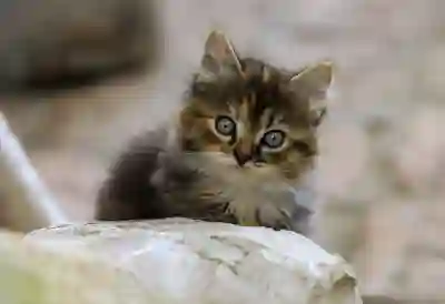 계묘년 12신살 종류와 풀이법 쉽게 알아보자